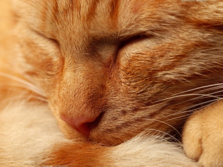 Risultati immagini per gatto peloso arancio