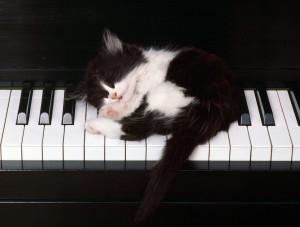 gattino-dorme-su-pianoforte2