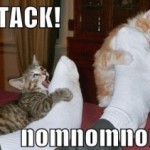 cat_attack_feet