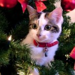 I gatti e il Natale : consigli pratici per…