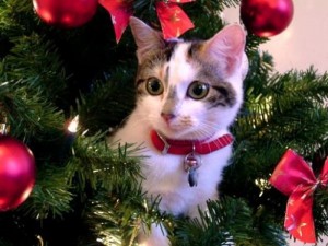 natale