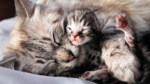 gatta_e_gattino