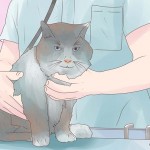 Anemia felina – L’anemia nel gatto