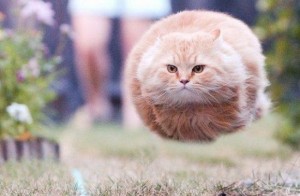 il-gatto-palla