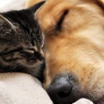 L’amore tra i cani e i gatti
