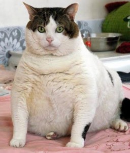 gatto-obeso